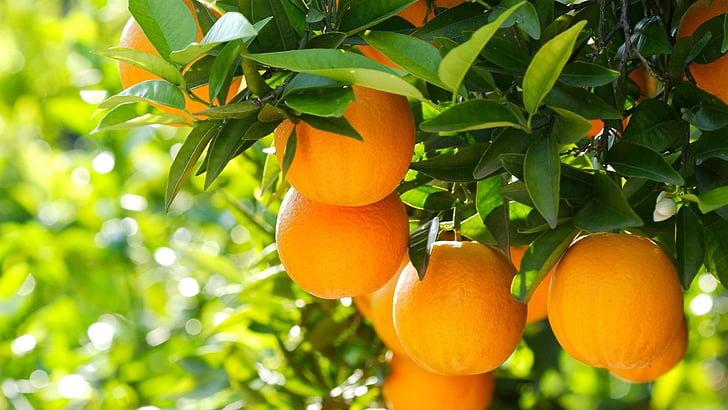 Frutas